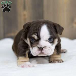 Cocoa Tide, English Bulldog Puppy